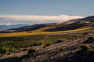 07Jun2015030614Central Otago Landscape.jpg